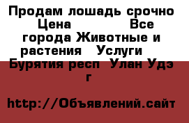 Продам лошадь срочно › Цена ­ 30 000 - Все города Животные и растения » Услуги   . Бурятия респ.,Улан-Удэ г.